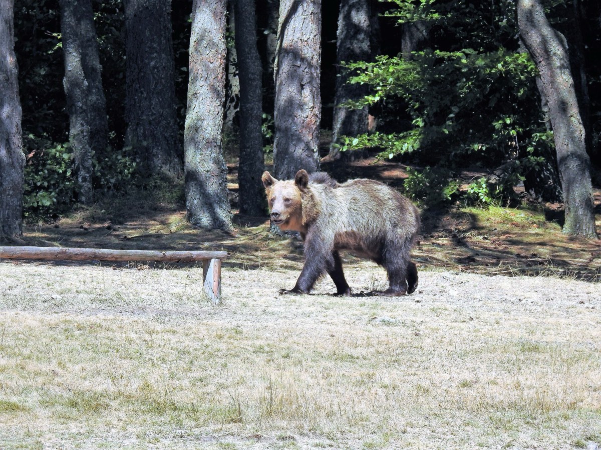A Carpathian brown bear in forest