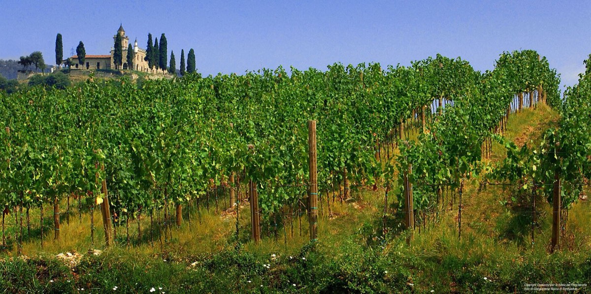 Vineyards of the Franciacorta, above the church at Gussago
